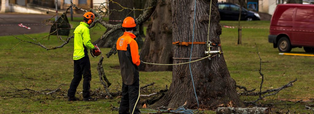 G McColl Tree Services | Tree Removal, Pruning & Tree Work Services Sydney G McColl Tree Services | Tree Removal, Pruning & Tree Work Services Sydney Safe & Efficient Tree Removal In Sydney Expert Tips & Services