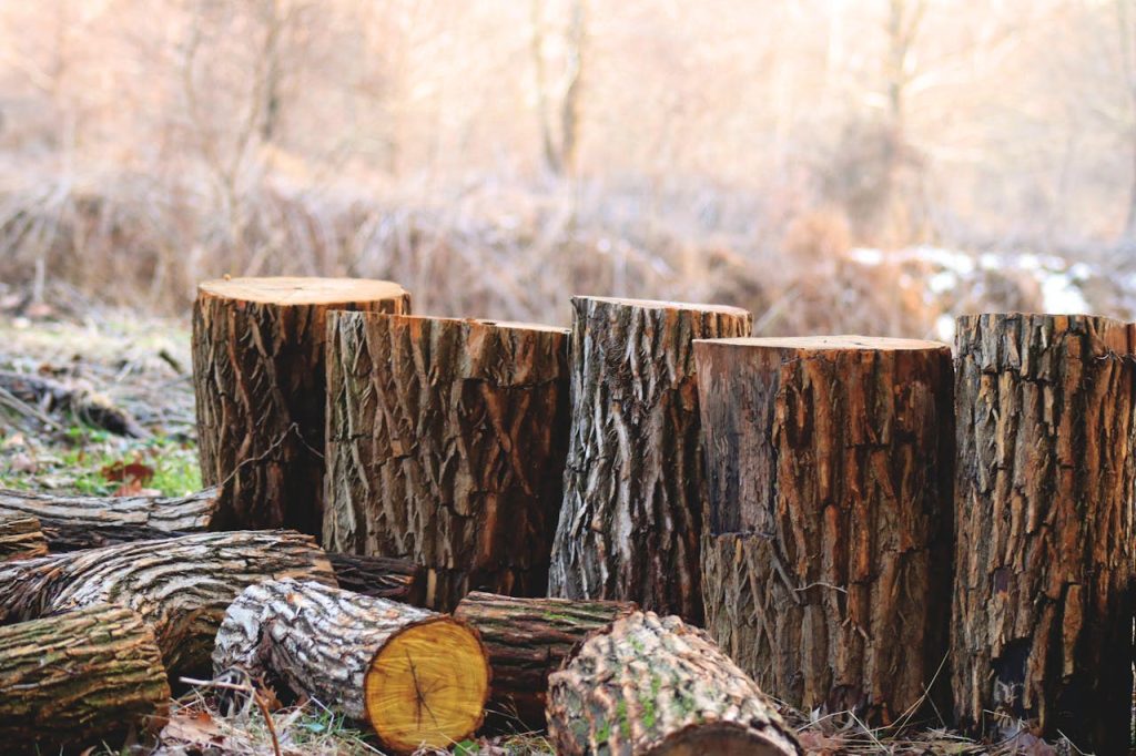 A collection of chopped wood logs in a forest setting.