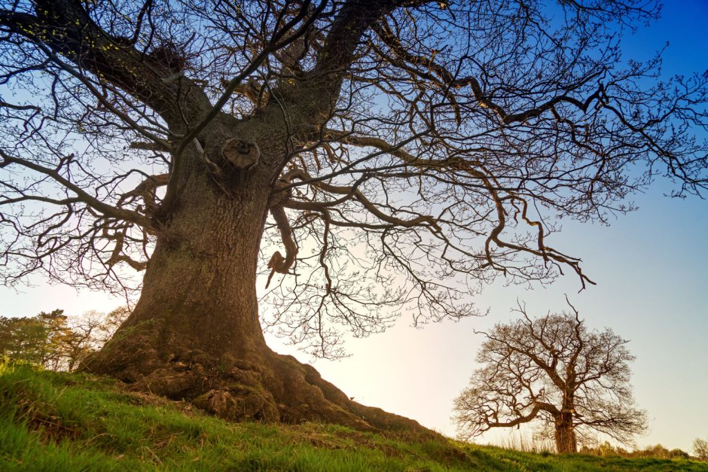 Silhouette of a majestic oak tree against a colorful sky