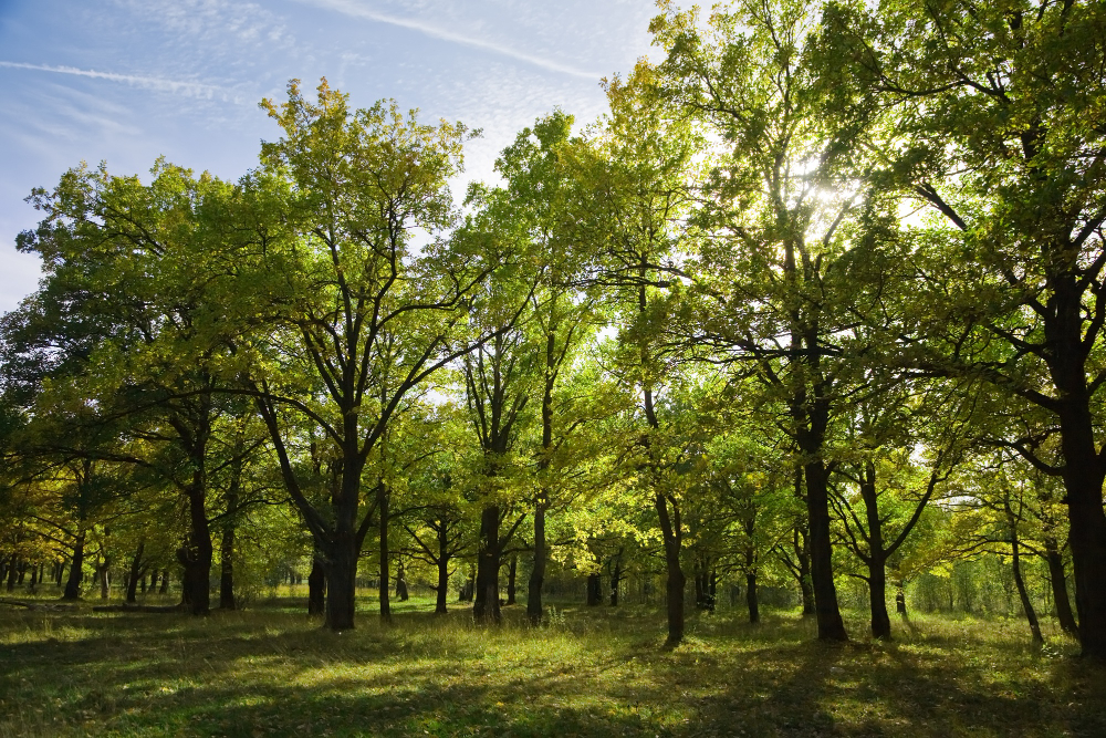 A tranquil forest scene with sunlight filtering through lush green trees.