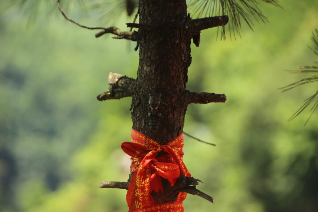 A close-up of a tree trunk adorned with a red ribbon in a lush green background.