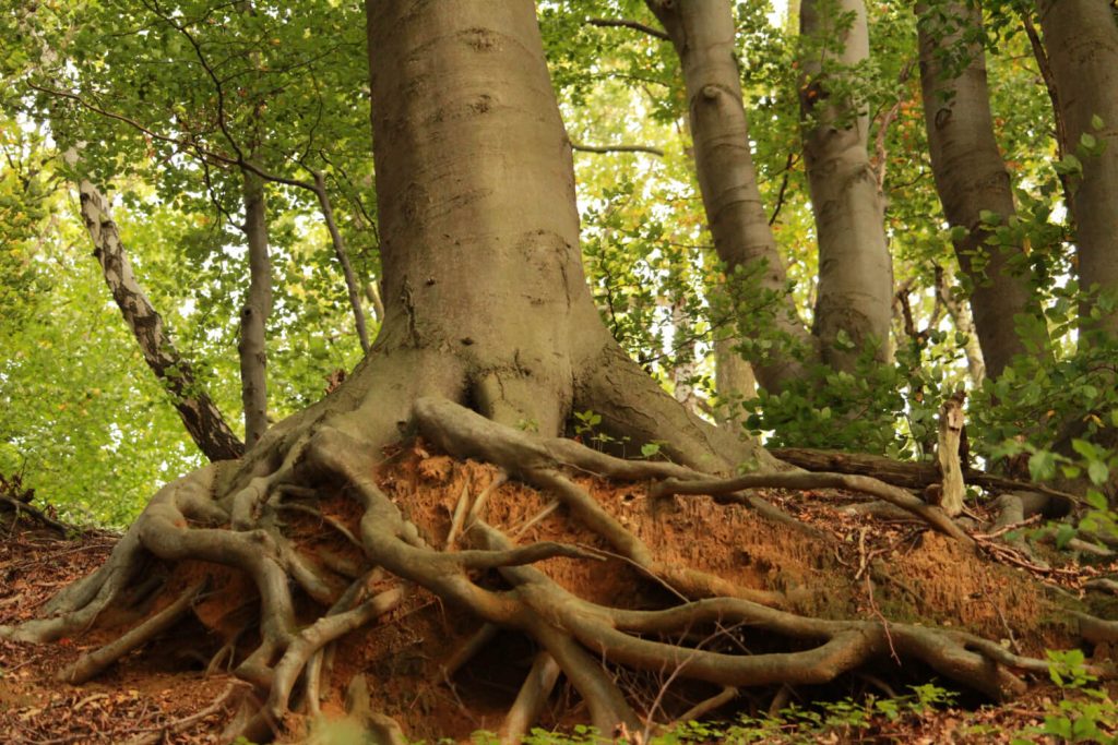 close-up of majestic tree roots in a forest