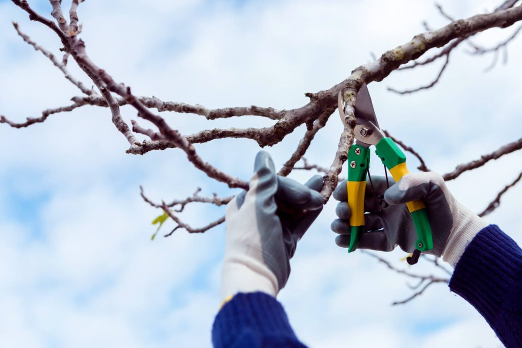 A person using pruning shears to trim tree branches in a garden.