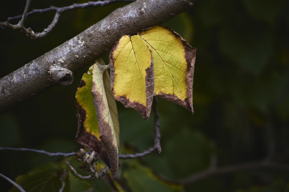 G McColl Tree Services | Tree Removal, Pruning & Tree Work Services Sydney G McColl Tree Services | Tree Removal, Pruning & Tree Work Services Sydney Dry Leaves Tree Branch