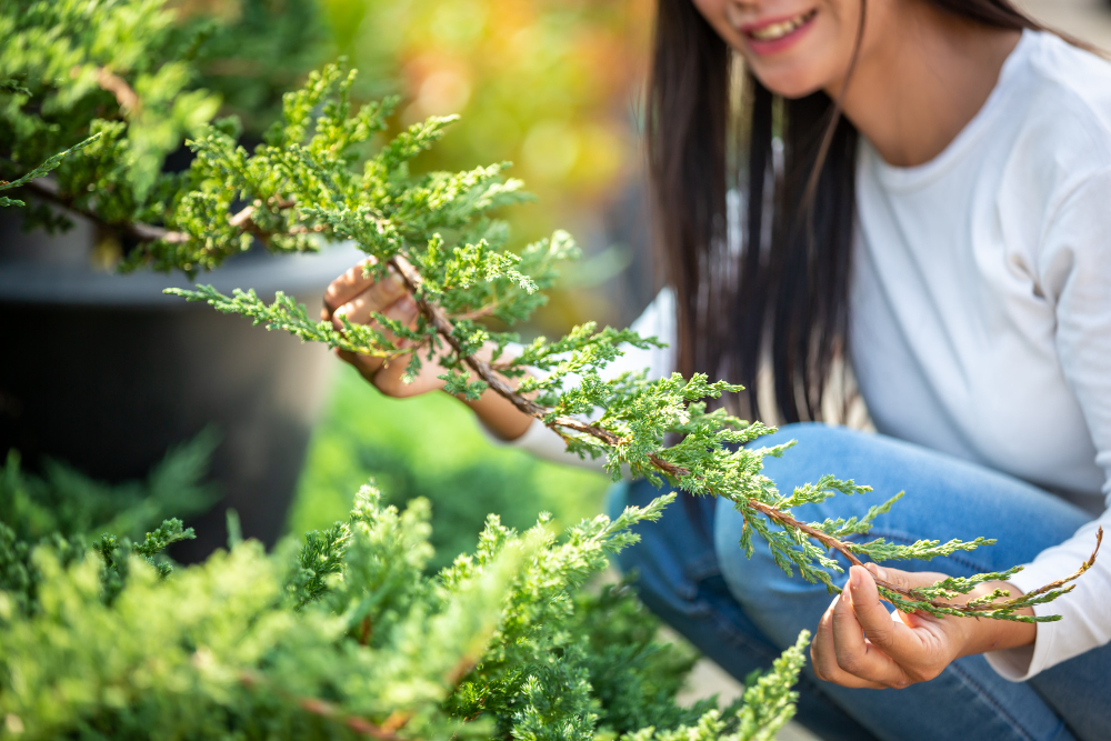 G McColl Tree Services | Tree Removal, Pruning & Tree Work Services Sydney G McColl Tree Services | Tree Removal, Pruning & Tree Work Services Sydney Girl Admiring The Garden