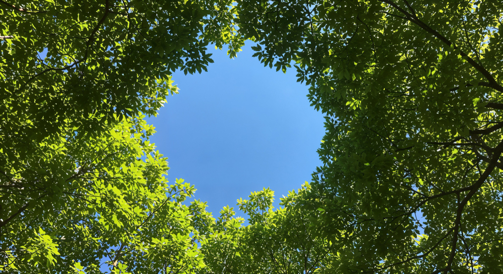 G McColl Tree Services | Tree Removal, Pruning & Tree Work Services Sydney G McColl Tree Services | Tree Removal, Pruning & Tree Work Services Sydney Looking Up Through Trees